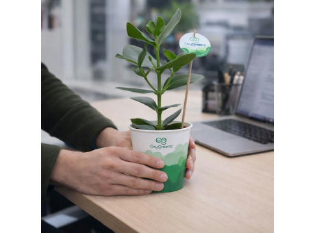 OxyGreenz® - Clusia rosea in papercup