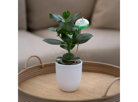 OxyGreenz® - Clusia rosea im Keramiktopf