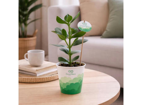 OxyGreenz® - Clusia rosea in papercup