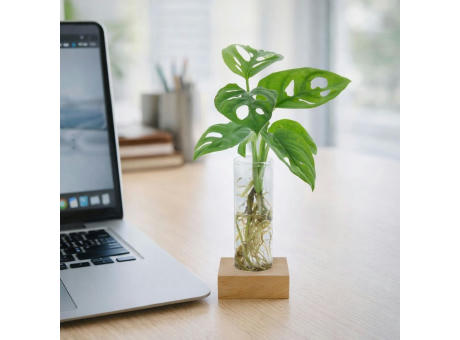 Hydroponic plants - Single tube & wood