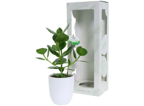 OxyGreenz® - Clusia rosea im Keramiktopf