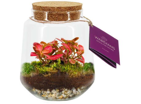 Wardians® Ecosystem - Conical medium