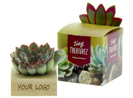 Tiny Treasurez® - Single wood in Geschenkbox