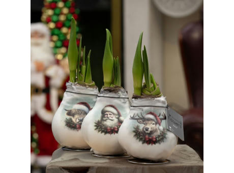 No Water Flowers® - Craftz Santa & Friends mix