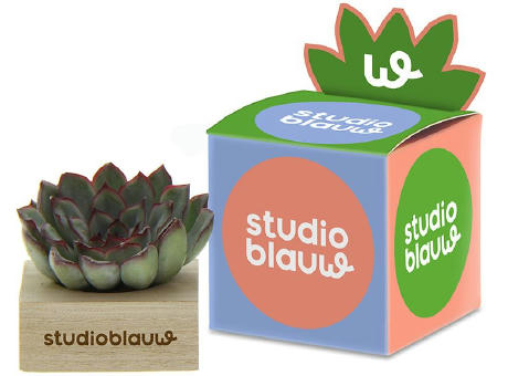 Tiny Treasurez® - Single wood in Geschenkbox