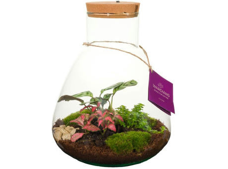 Wardians® Ecosystem - Erlenmeyer large + LED