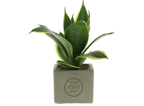 Congreet® plantpots small