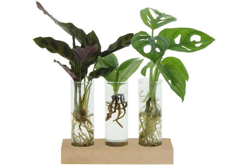 Hydroponic plants - Trio tube & wood