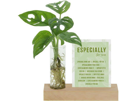Hydroponic plants - Cardholder & tube