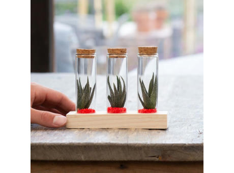 Tiny Treasurez® - Trio tube & wood