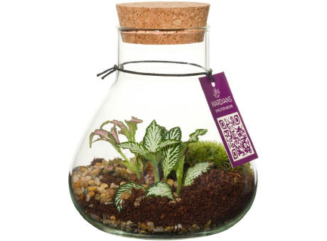 Wardians® Ecosystem - Erlenmeyer small