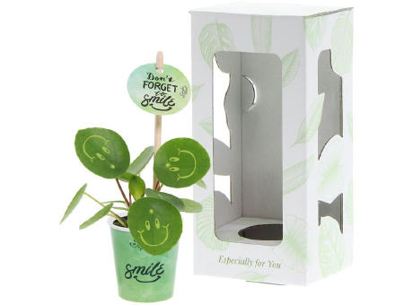Smylieplant® - Happy im Pappbecher (small)