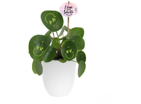 Smylieplant® - Love im Keramiktopf (large)