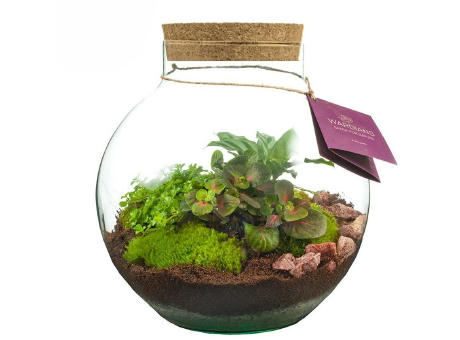 Wardians® Ecosystem - Bowl large