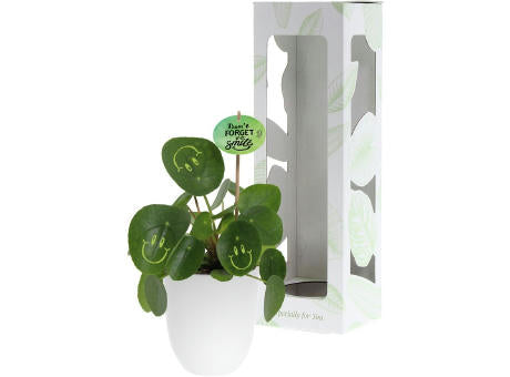 Smylieplant® - Happy im Keramiktopf (large)