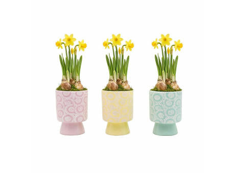 Easter colourful stand medium - Narzisse