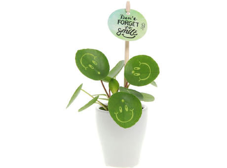 Smylieplant® - Happy im Keramiktopf (small)