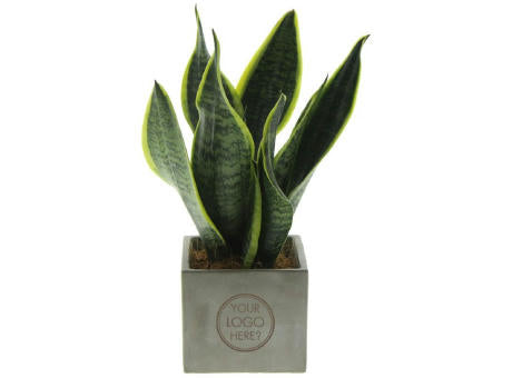 Congreet® plantpots large
