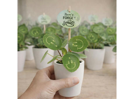 Smylieplant® - Happy im Keramiktopf (small)