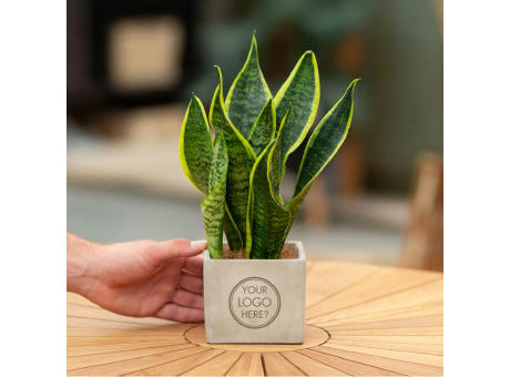 Congreet® plantpots large