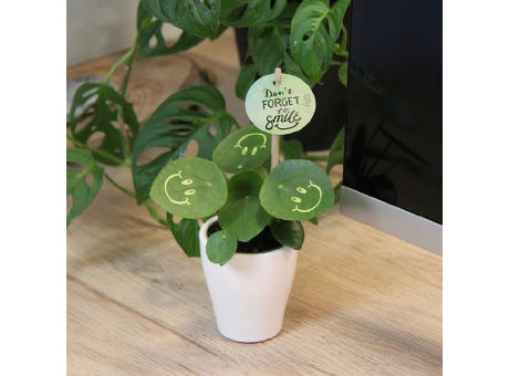 Smylieplant® - Happy im Keramiktopf (small)