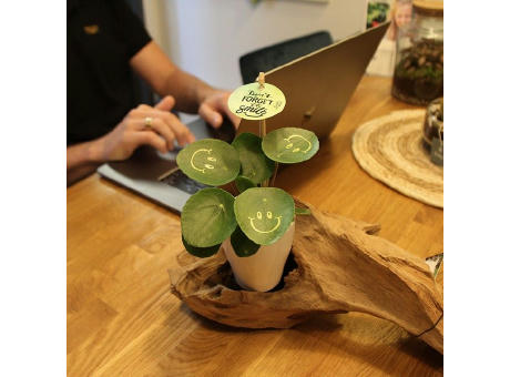 Smylieplant® - Happy im Keramiktopf (small)