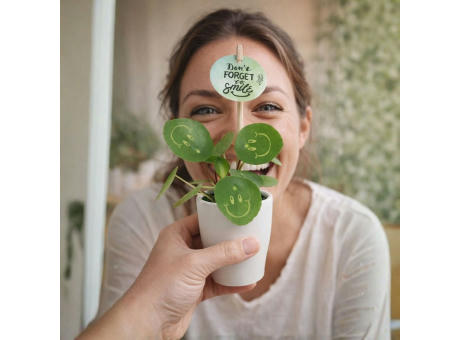 Smylieplant® - Happy im Keramiktopf (small)