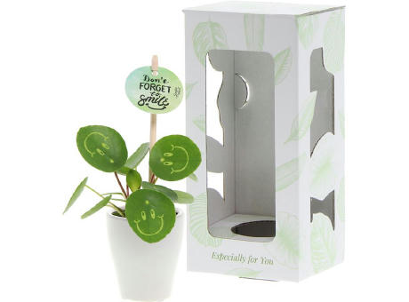 Smylieplant® - Happy im Keramiktopf (small)