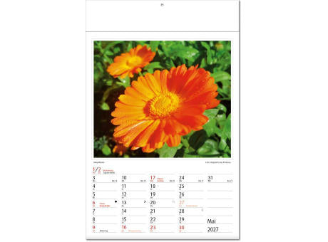 Kalender "Botanica" im Format 24 x 37,5 cm, mit Fälzel