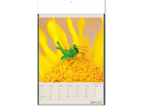 Kalender "Fundstücke der Natur" im Format 24 x 37,5 cm, mit Fälzel
