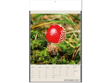 Kalender "Fundstücke der Natur" im Format 24 x 37,5 cm, mit Fälzel