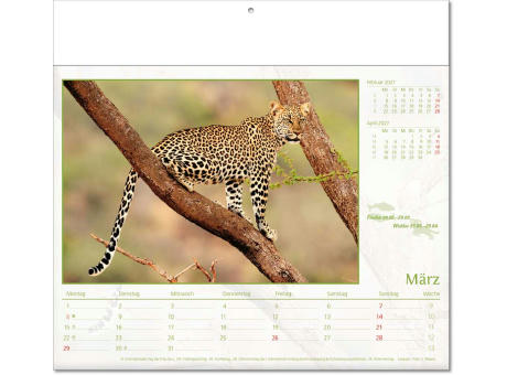 Kalender "Tierwelt" im Format 30 x 28 cm, mit Fälzel