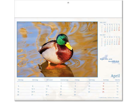 Kalender "Tierwelt" im Format 30 x 28 cm, mit Fälzel
