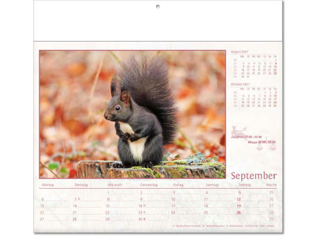 Kalender "Tierwelt" im Format 30 x 28 cm, mit Fälzel