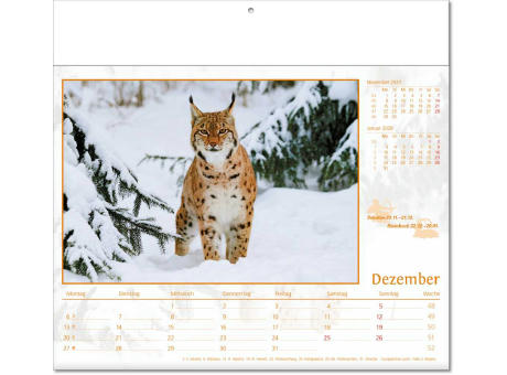 Kalender "Tierwelt" im Format 30 x 28 cm, mit Fälzel