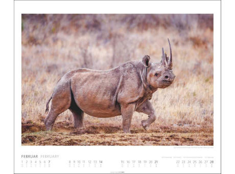 African Wildlife
