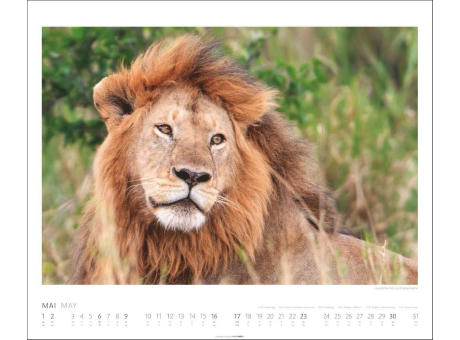 African Wildlife