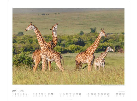 African Wildlife