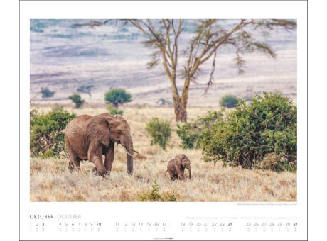 African Wildlife