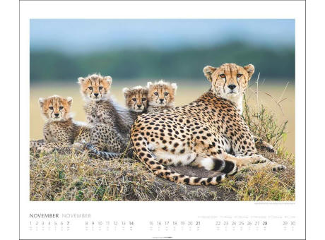African Wildlife