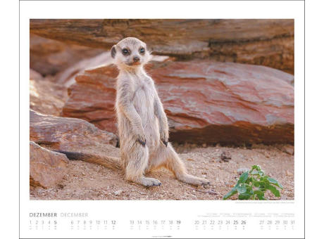 African Wildlife