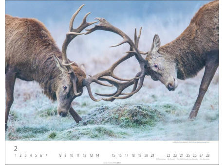 Heimische Wildtiere