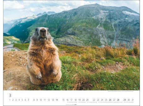 Heimische Wildtiere