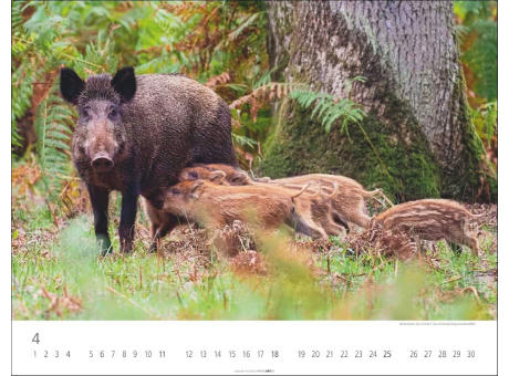 Heimische Wildtiere