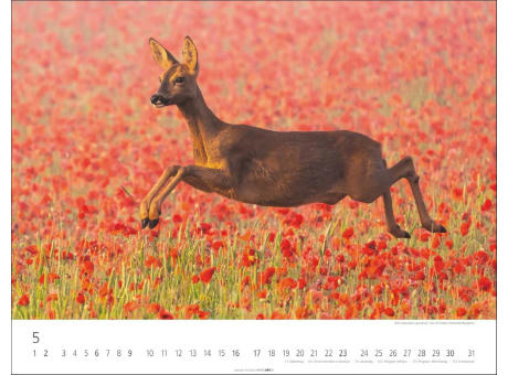 Heimische Wildtiere