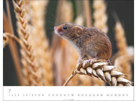 Heimische Wildtiere