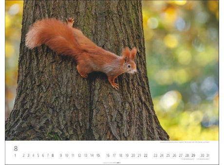 Heimische Wildtiere