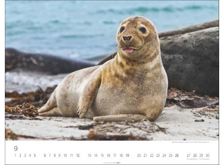 Heimische Wildtiere