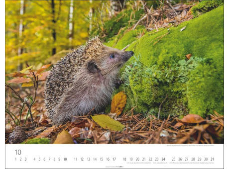 Heimische Wildtiere