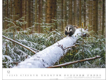 Heimische Wildtiere